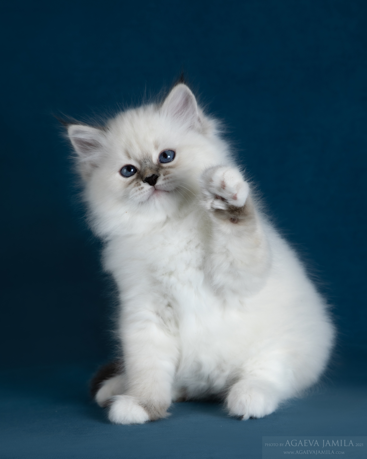 Здоровые котята