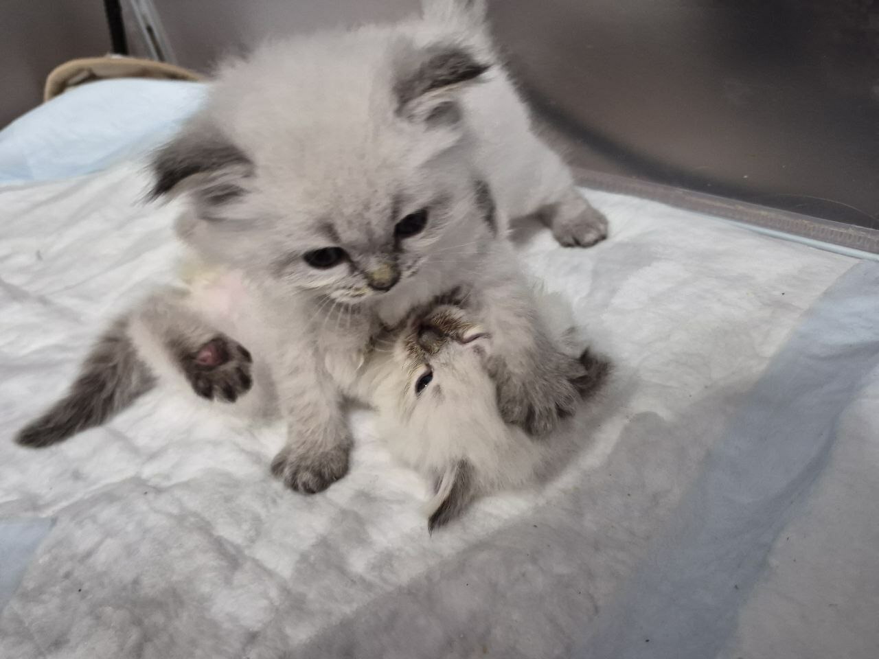 14 февраля 2026 года 