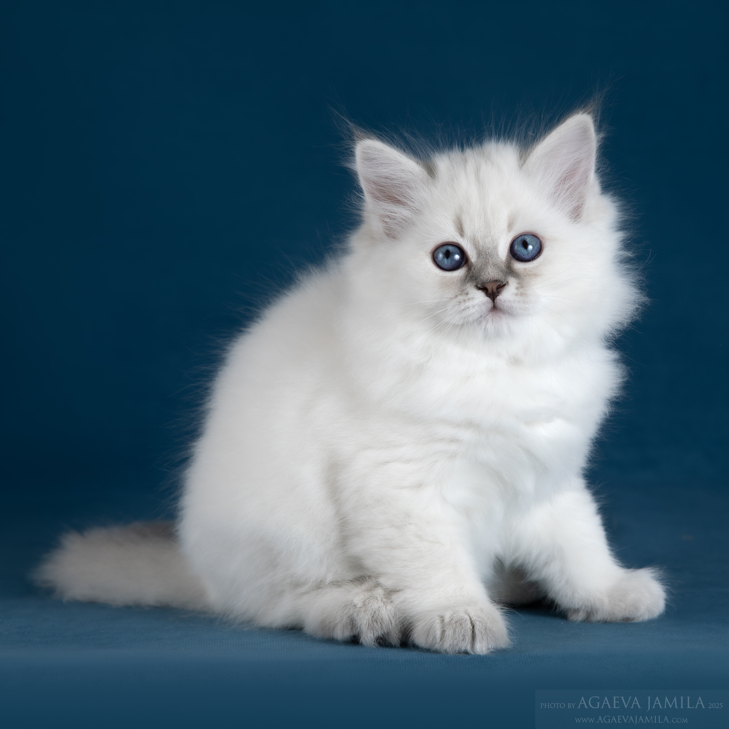 Котята социализированы 